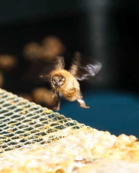 NJ local honey, installed on business rooftops